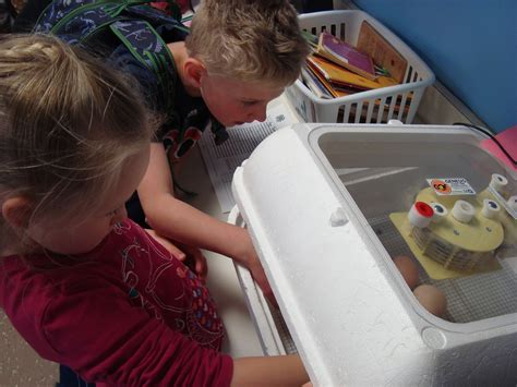 mrs kelly s first grade class hatching chicks