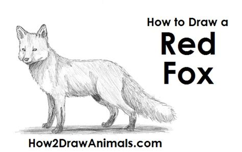 draw  fox red fox