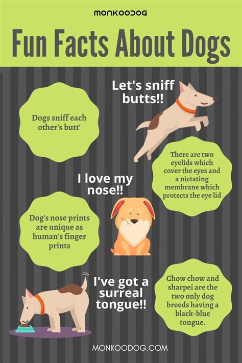 fun facts  dogs    monkoodog