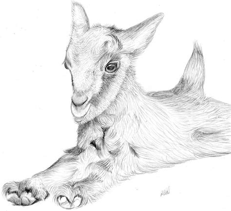 goat art goat paintings pencil drawings