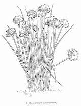 Herb Chives sketch template