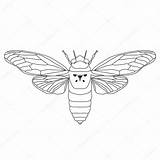 Cicada Cicadidae Cigale Cicala Skizze Zikade Schizzo Croquis Illustrazione Dessiner Insekten Satz Gezeichnet Abbildung sketch template