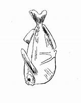 Fish Template Hatchet sketch template