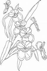 Orchidee Pansy Miltonia Ausmalbilder Orchideen Kolorowanki Storczyki Storczyk Blumen Orchids Kolorowanka Rainforest Supercoloring Dzieci Outlines Malvorlagen Nette Orquídea Colouring Pansies sketch template