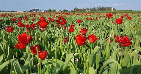 Dutch Flower Fields Album On Imgur