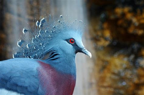 beautiful victoria crowned pigeon important facts pets nurturing