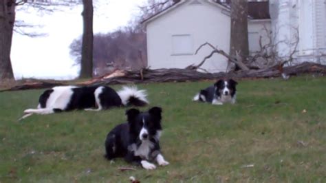 border collie walk 2 youtube