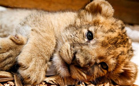 cute lion cub lion cubs photo  fanpop