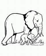 Elefantes Elefante sketch template