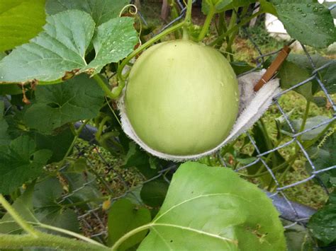 growing melons vertically tips  trellising melon vines  fruit