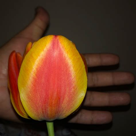 tulipa apeldoorns elite tulip apeldoorns elite darwin hybrid  gardentags plant