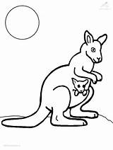 Kangaroo Kangaroos Kleurplaat sketch template