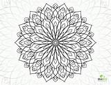 Coloring Pages Flowers Adult Flower Hard Adults Difficult Dahlia Printable Color Drawing Getdrawings Number Thistle Sheets Kids Getcolorings Designlooter Popular sketch template