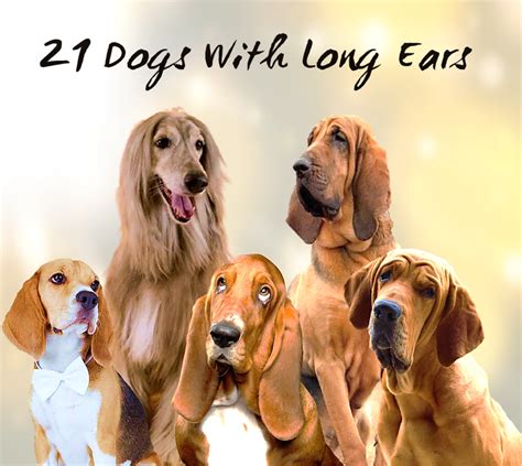 dogs  long ears  statistics   pethelpful