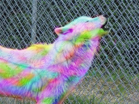 rainbow wolf  alayaraye  deviantart