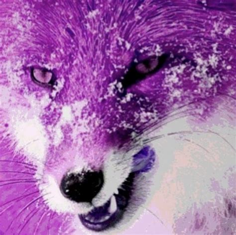 dont    purple fox stay fierce