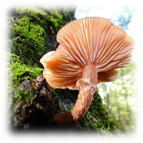 lamellenpilz foto bild pflanzen pilze flechten jahreszeiten herbst bilder auf fotocommunity