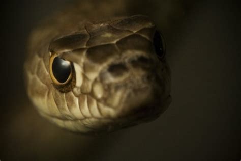 snakes  poor eyesight   boost  vision  threatened