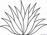 Lineart Agave sketch template