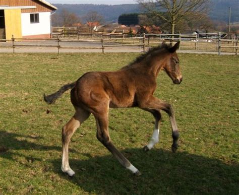 Prominenter Nachwuchs Im Gestüt Etzean Ein Galileo Hengstfohlen Aus