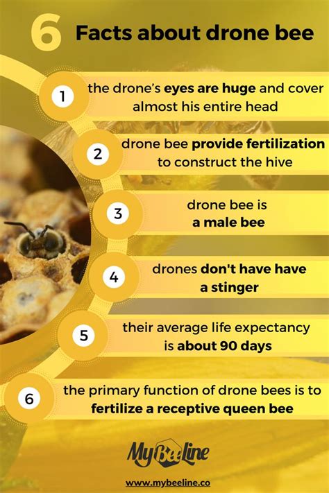 facts  drone bee drone bee bee facts male bee