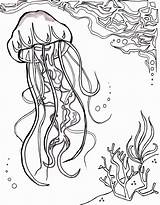 Jellyfish Quallen Nautical Aquatic Getdrawings Colorings sketch template