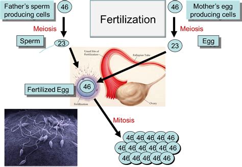 fertilization oogenesis and spermatogenesis