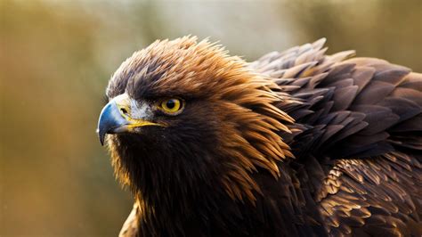 golden eagles  nature conservancy  washington