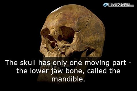 21 Human Body Facts Human Skeleton