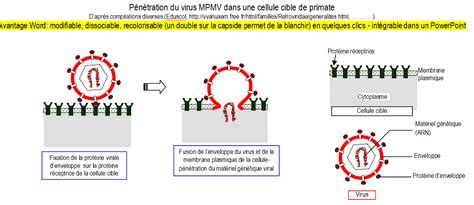 pénétration du virus mpmv dans une cellule cible de primate banque de schémas svt académie