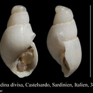 Afbeeldingsresultaten voor "ondina Divisa". Grootte: 185 x 185. Bron: www.marinespecies.org