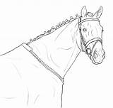 Lineart Pferde Horses Pferdekopf Foal Brush Ausdrucken sketch template