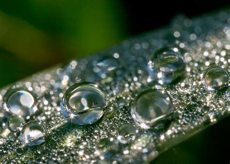 morning dew flickr photo sharing