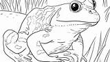 Coloring Toad Frog Pages Tadpole Getdrawings Getcolorings Color sketch template