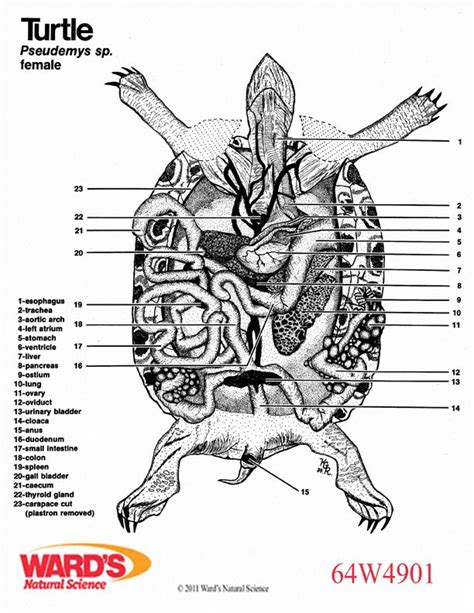 Turtle Anatomy Diagram Turtle Diagram Turtle Tortoise Turtle Care