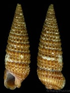 Afbeeldingsresultaten voor "marshallora Adversa". Grootte: 139 x 185. Bron: www.gastropods.com