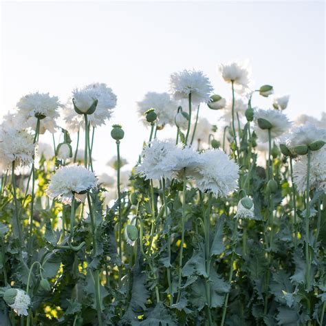 breadseed poppy white frills floret flower farm