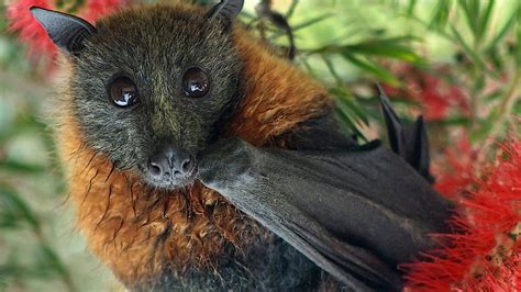 fruit bats  cairns australia youtube