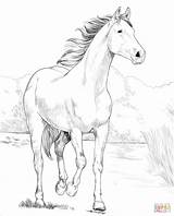 Horse Coloring Pages Arabian Shagya Printable Para Kolorowanka Desenho Colouring Kids Books раскраска Kleurplaat Adult Horses Choose Board лошадь Målarbok sketch template