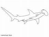 Shark Coloring Hammerhead Sharks Pages sketch template