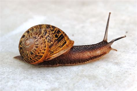 filecaracol en baionajpg wikimedia commons