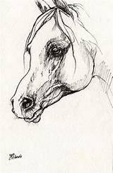 Cavallo Arabo Originale Penna sketch template