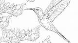 Hummingbird Rufous sketch template