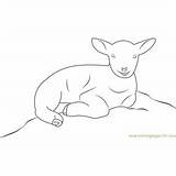 Sheep Coloringpages101 sketch template