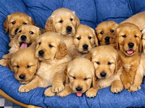 pictures  beautiful puppies nice wallpapers animals  nature