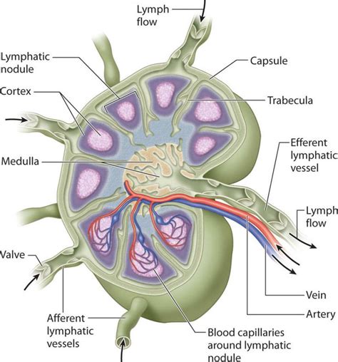 Lymph Node Anatomy In Detail Lymphatic System