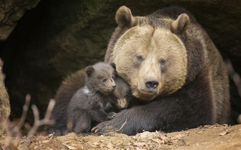 bear hibernation    winters nap sierra club