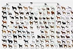 犬 系統図 に対する画像結果.サイズ: 150 x 100。ソース: benmrivera.com
