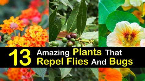 amazing plants  repel flies  bugs