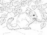Tailed Chinchilla Long Coloring sketch template